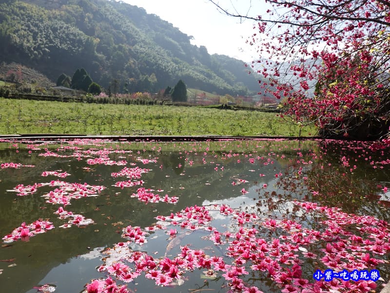 單瓣緋寒櫻、山櫻花-草坪頭櫻花季 (6).jpg 單瓣緋寒櫻、山櫻花-草坪頭櫻花季 (6).jpg