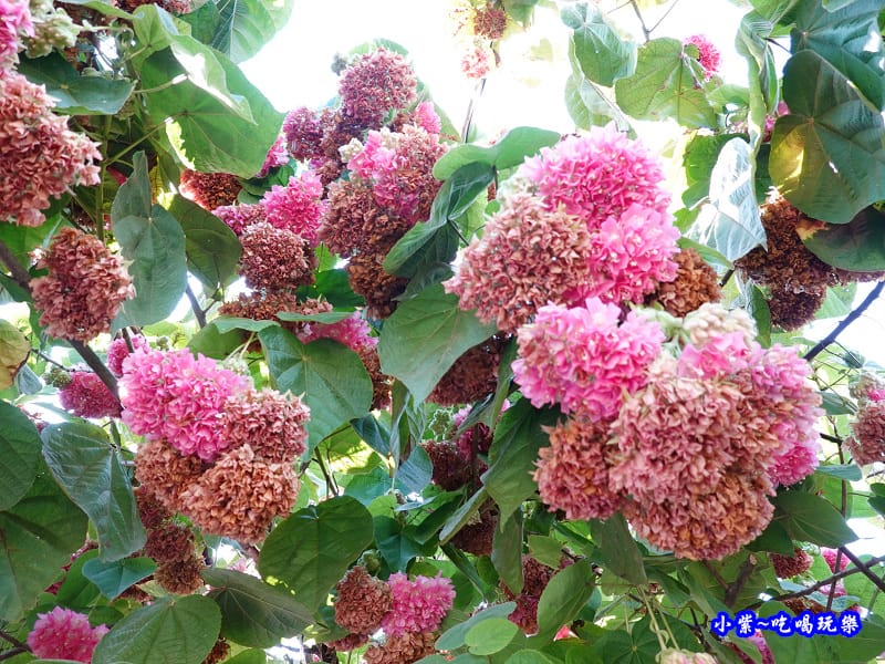 P14明生茶園停車場-百鈴花、非洲芙蓉 (3).jpg P14明生茶園停車場-百鈴花、非洲芙蓉 (3).jpg