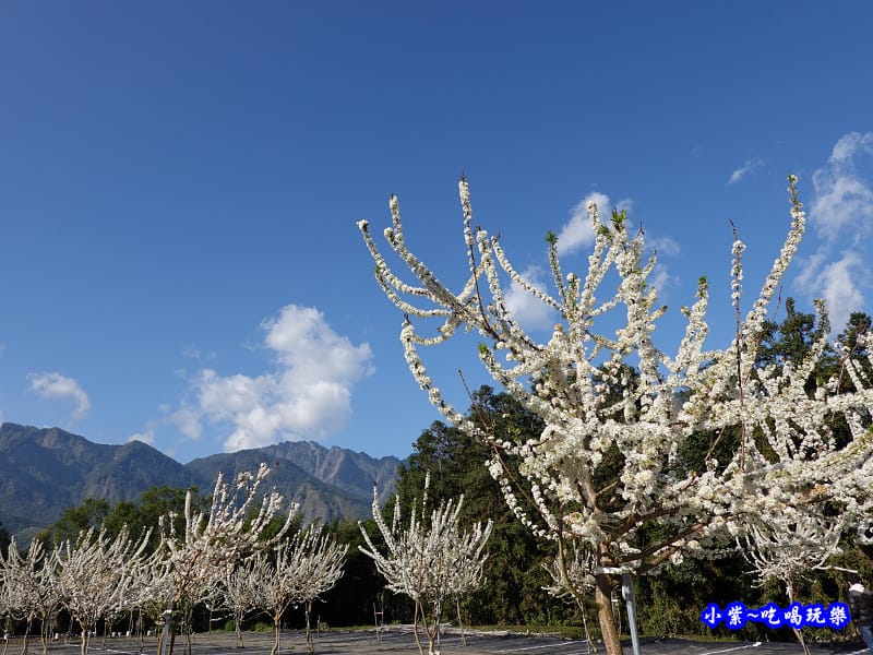 1號停車場-李花園。草坪頭櫻花季 (3).jpg 1號停車場-李花園。草坪頭櫻花季 (3).jpg