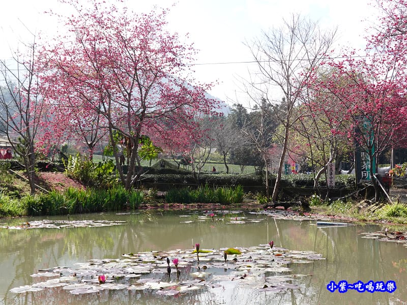 親水公園-草坪頭櫻花季 (2).jpg 親水公園-草坪頭櫻花季 (2).jpg