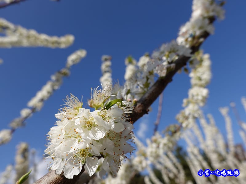 1號停車場-李花園。草坪頭櫻花季 (6).jpg 1號停車場-李花園。草坪頭櫻花季 (6).jpg