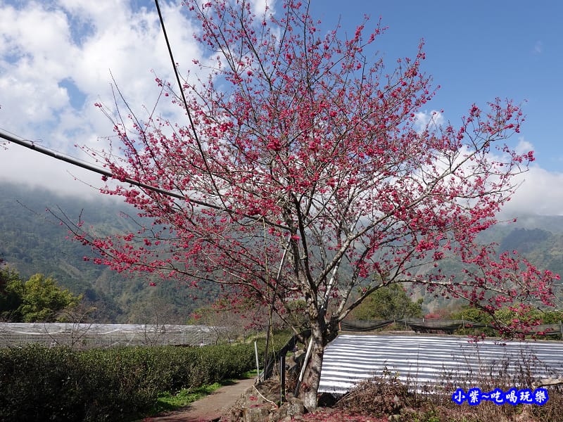 草坪頭橋旁觀景步道-草坪頭櫻花季 (2).jpg 草坪頭橋旁觀景步道-草坪頭櫻花季 (2).jpg