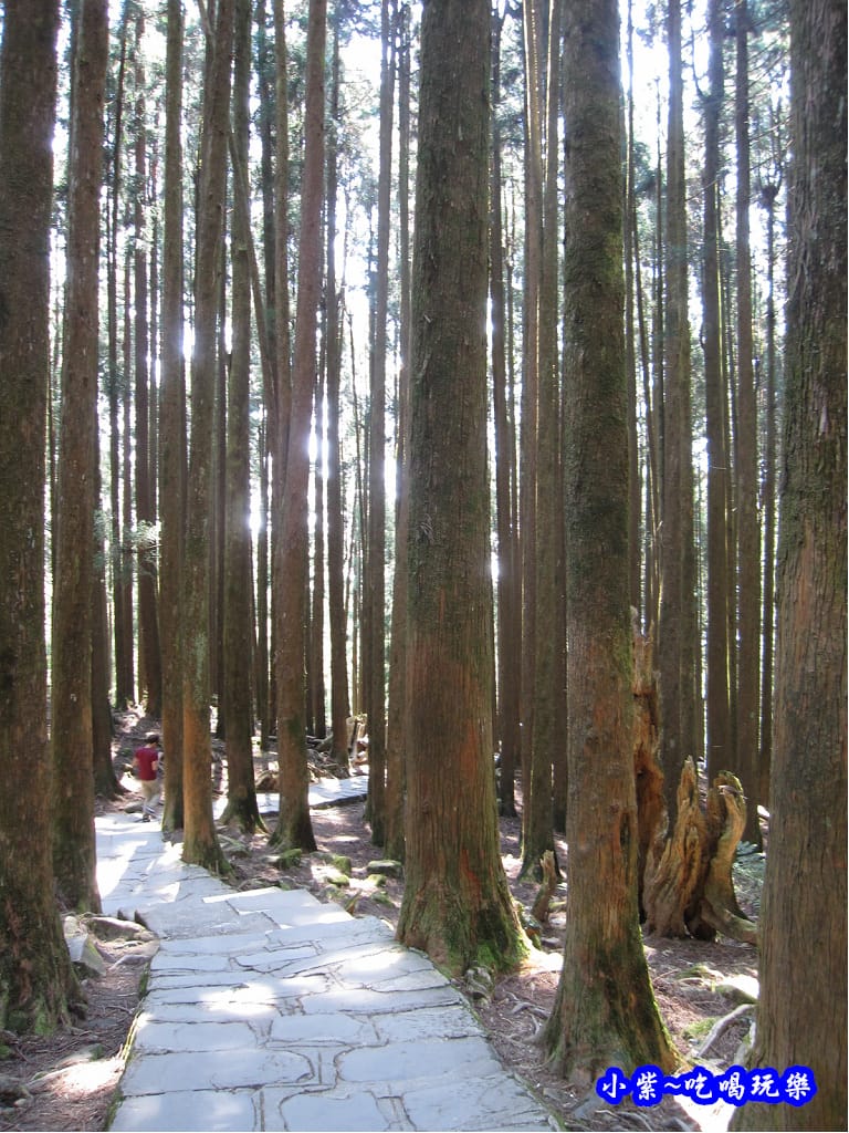 阿里山森林遊樂區-櫻花季32.jpg