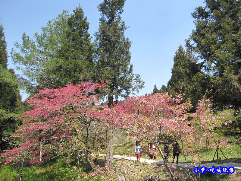 阿里山森林遊樂區-櫻花季8.jpg