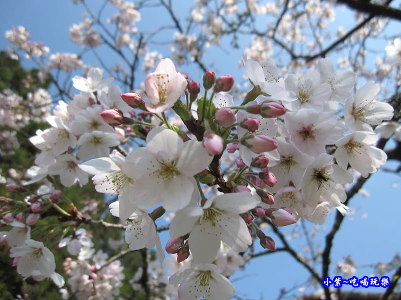 阿里山森林遊樂區-櫻花季17.jpg