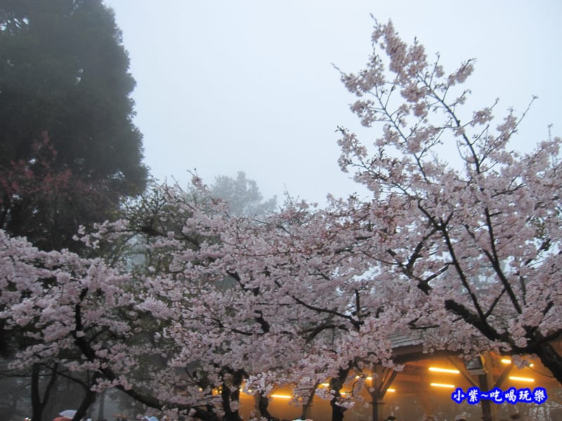 阿里山森林遊樂區-櫻花季23.jpg