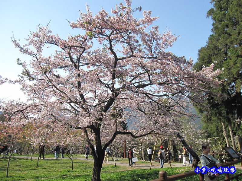 阿里山森林遊樂區-櫻花季18.jpg