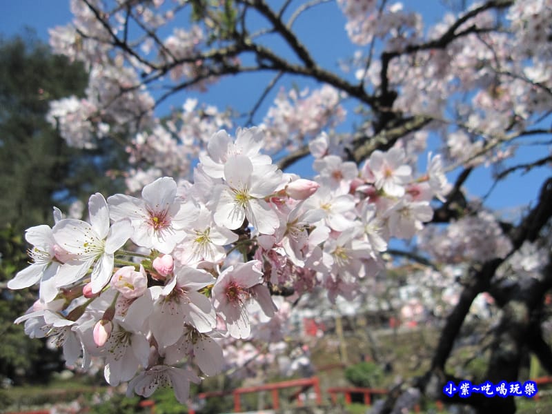 阿里山森林遊樂區-櫻花季20.jpg