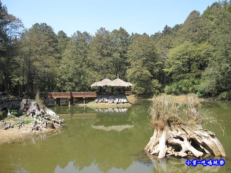 阿里山森林遊樂區-櫻花季10.jpg