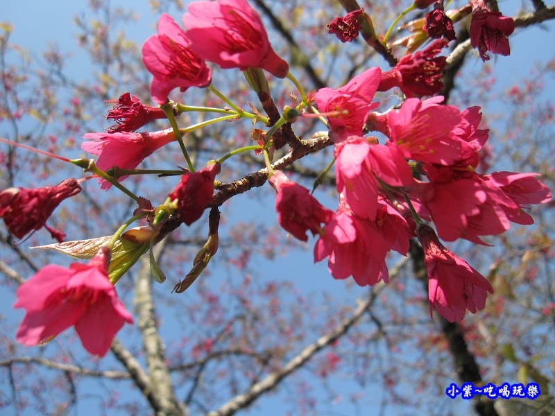 阿里山森林遊樂區-櫻花季15.jpg