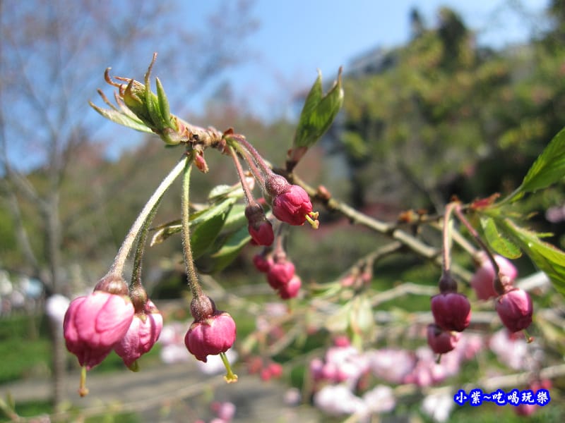 阿里山森林遊樂區-櫻花季14.jpg