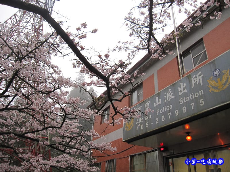 阿里山森林遊樂區-櫻花季25.jpg