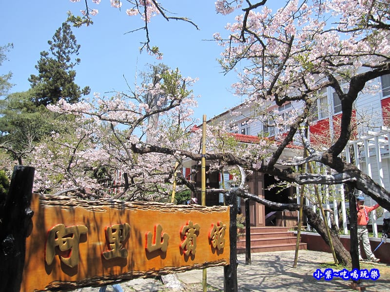 阿里山森林遊樂區-櫻花季2.jpg