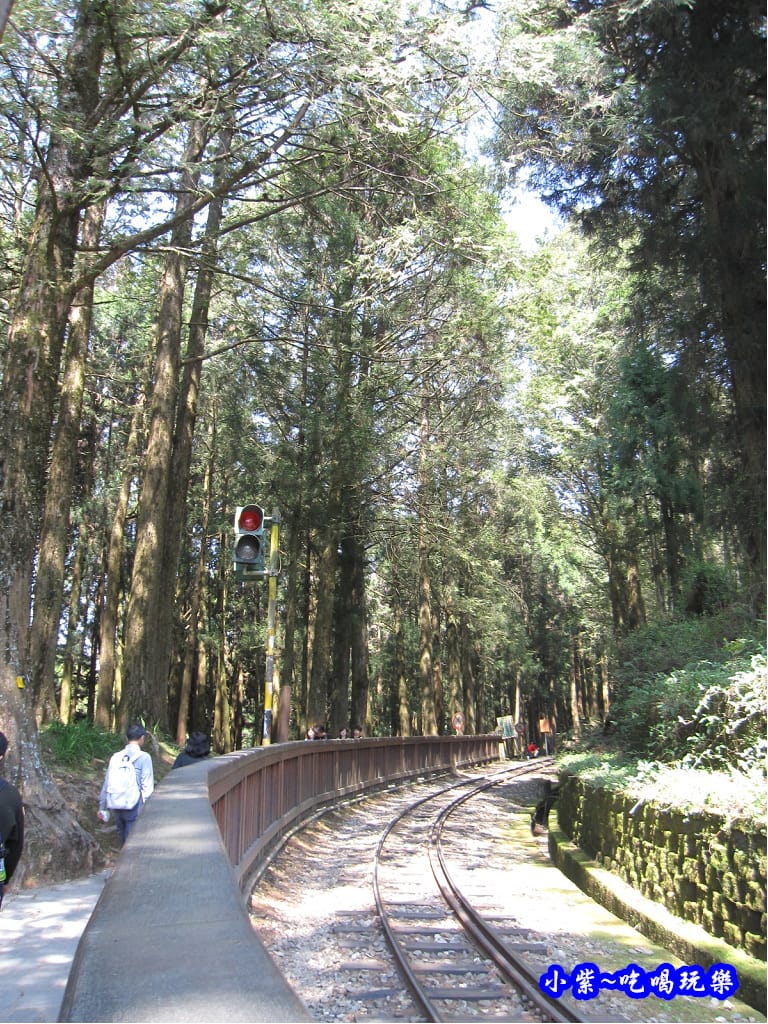 阿里山森林遊樂區-櫻花季29.jpg