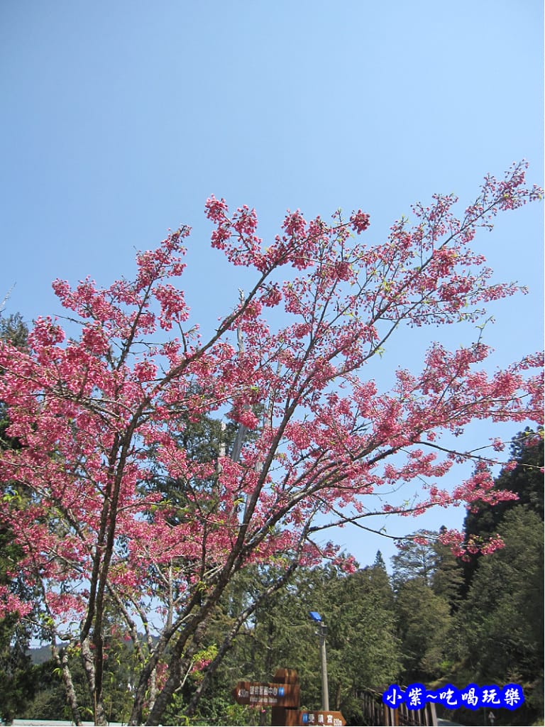 阿里山森林遊樂區-櫻花季27.jpg