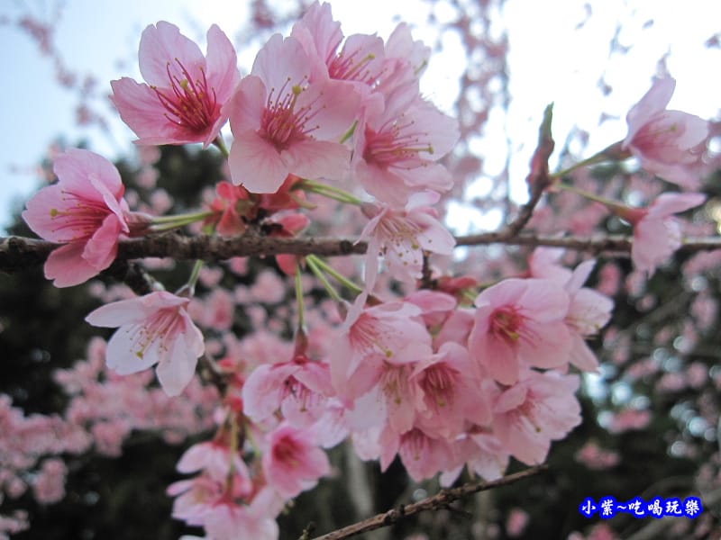阿里山森林遊樂區-櫻花季19.jpg