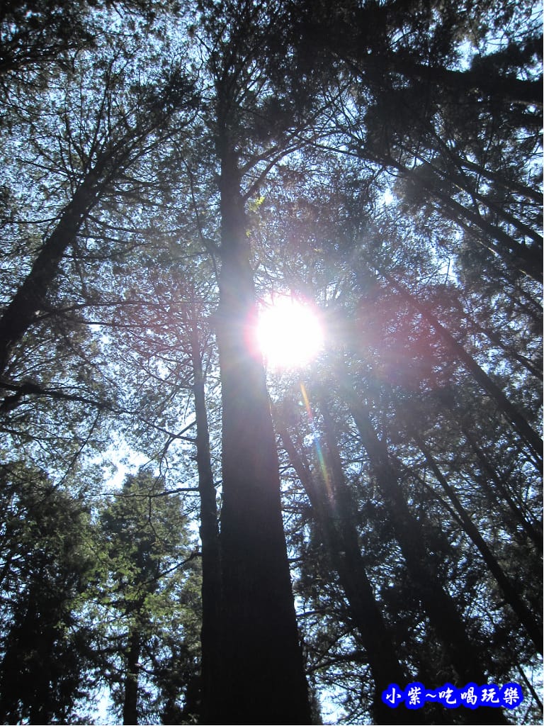 阿里山森林遊樂區-櫻花季30.jpg
