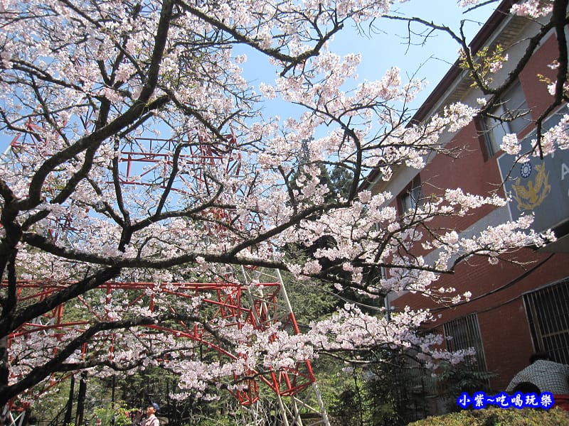 阿里山森林遊樂區-櫻花季3.jpg