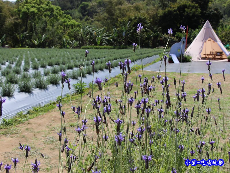 2020葛瑞絲香草田31.jpg
