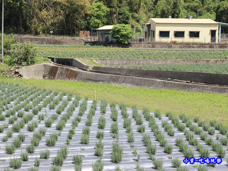 2020葛瑞絲香草田41.jpg
