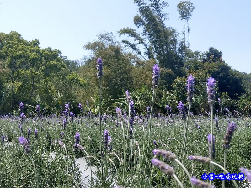 2020葛瑞絲香草田10.jpg