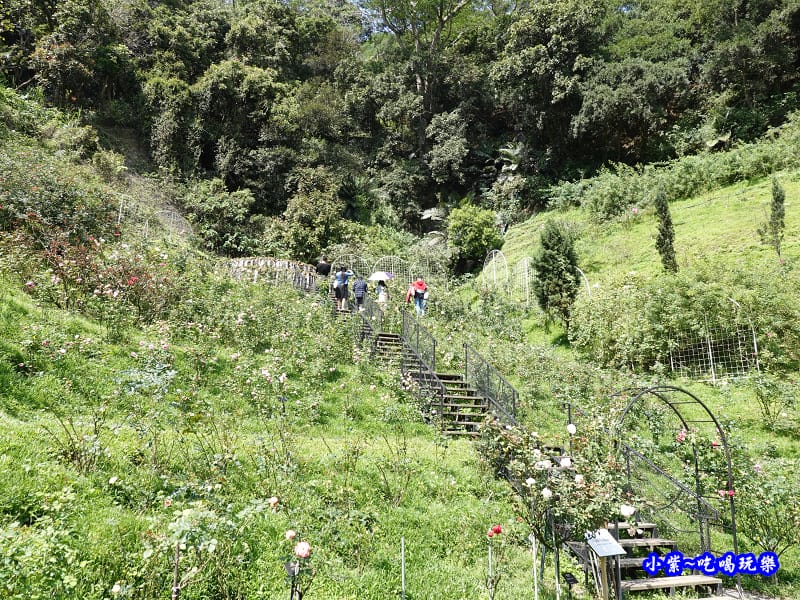 苗栗-雅聞七里香玫瑰森林 (58).jpg 苗栗-雅聞七里香玫瑰森林 (58).jpg
