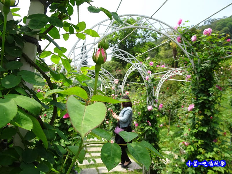 苗栗-雅聞七里香玫瑰森林 (11).jpg 苗栗-雅聞七里香玫瑰森林 (11).jpg