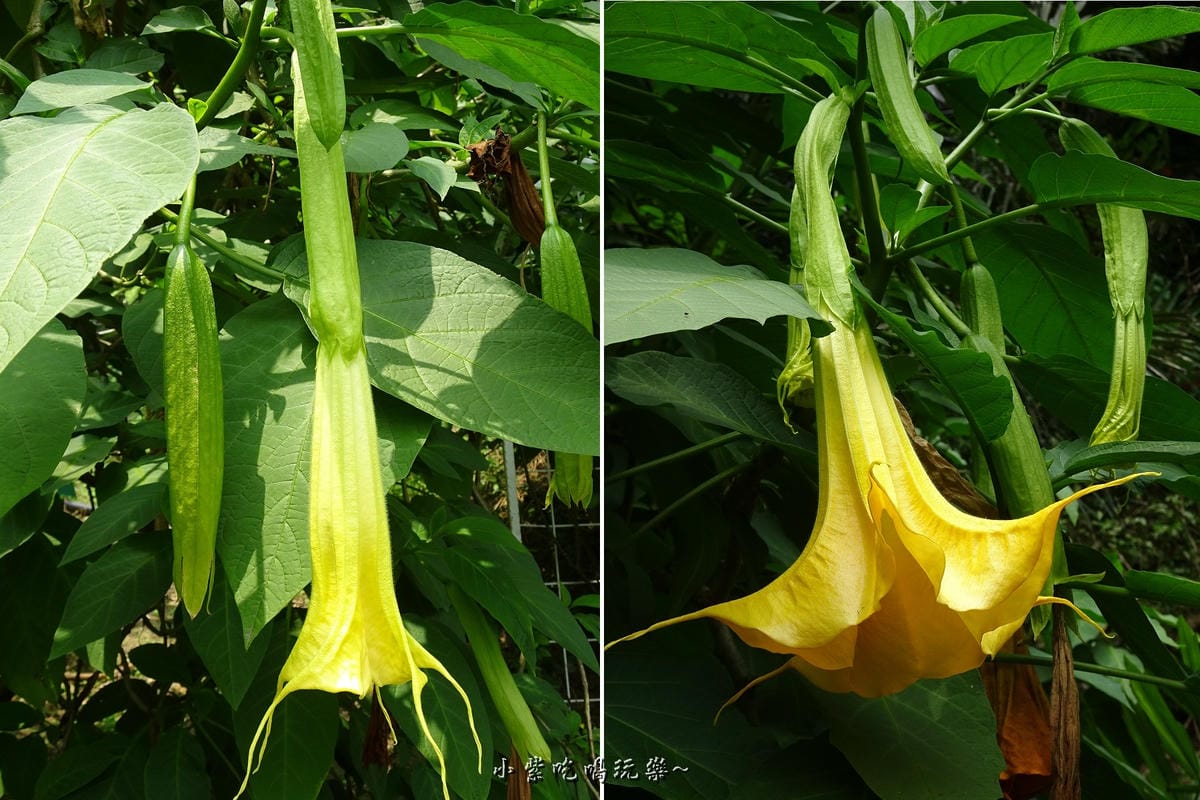 苗栗-雅聞七里香玫瑰森林 (78).jpg 苗栗-雅聞七里香玫瑰森林 (78).jpg