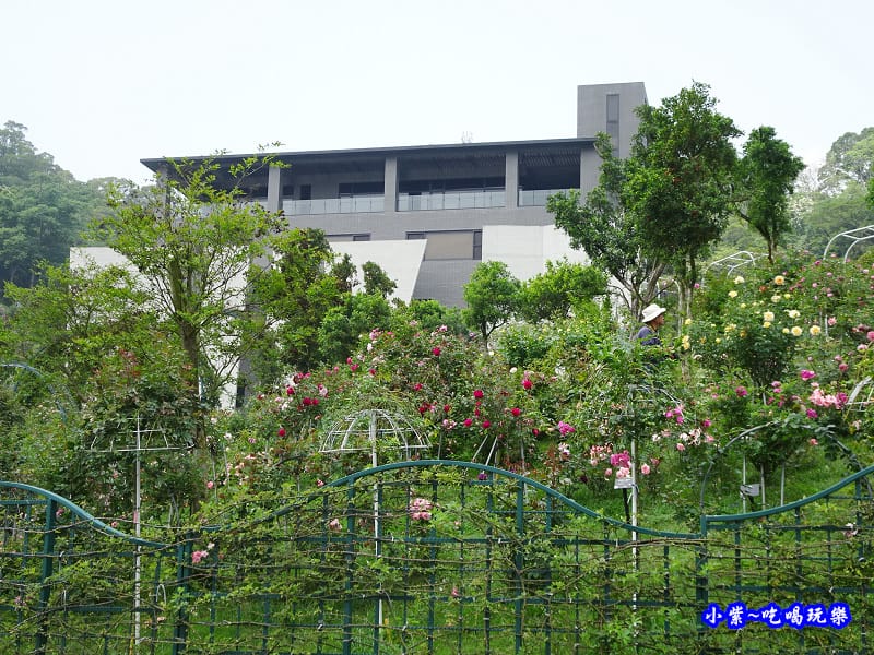 苗栗-雅聞七里香玫瑰森林 (53).jpg 苗栗-雅聞七里香玫瑰森林 (53).jpg