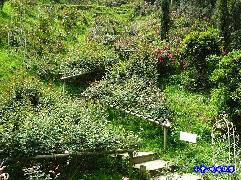 苗栗-雅聞七里香玫瑰森林 (45).jpg 苗栗-雅聞七里香玫瑰森林 (45).jpg