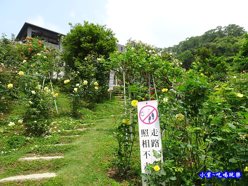 苗栗-雅聞七里香玫瑰森林 (18).jpg 苗栗-雅聞七里香玫瑰森林 (18).jpg