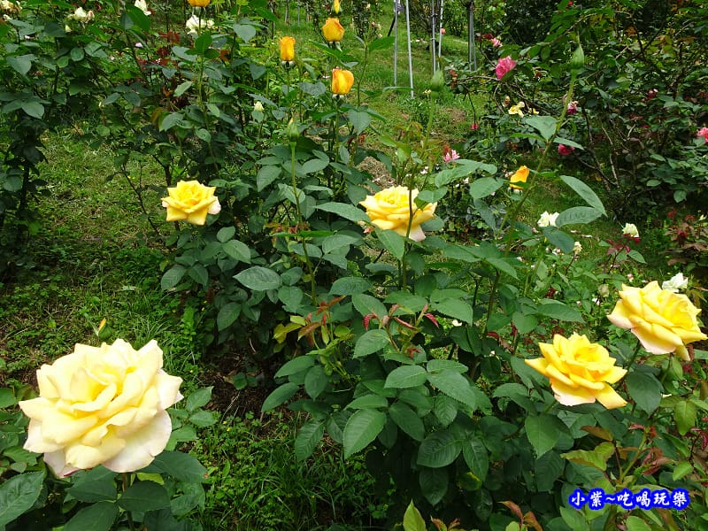 苗栗-雅聞七里香玫瑰森林 (21).jpg 苗栗-雅聞七里香玫瑰森林 (21).jpg