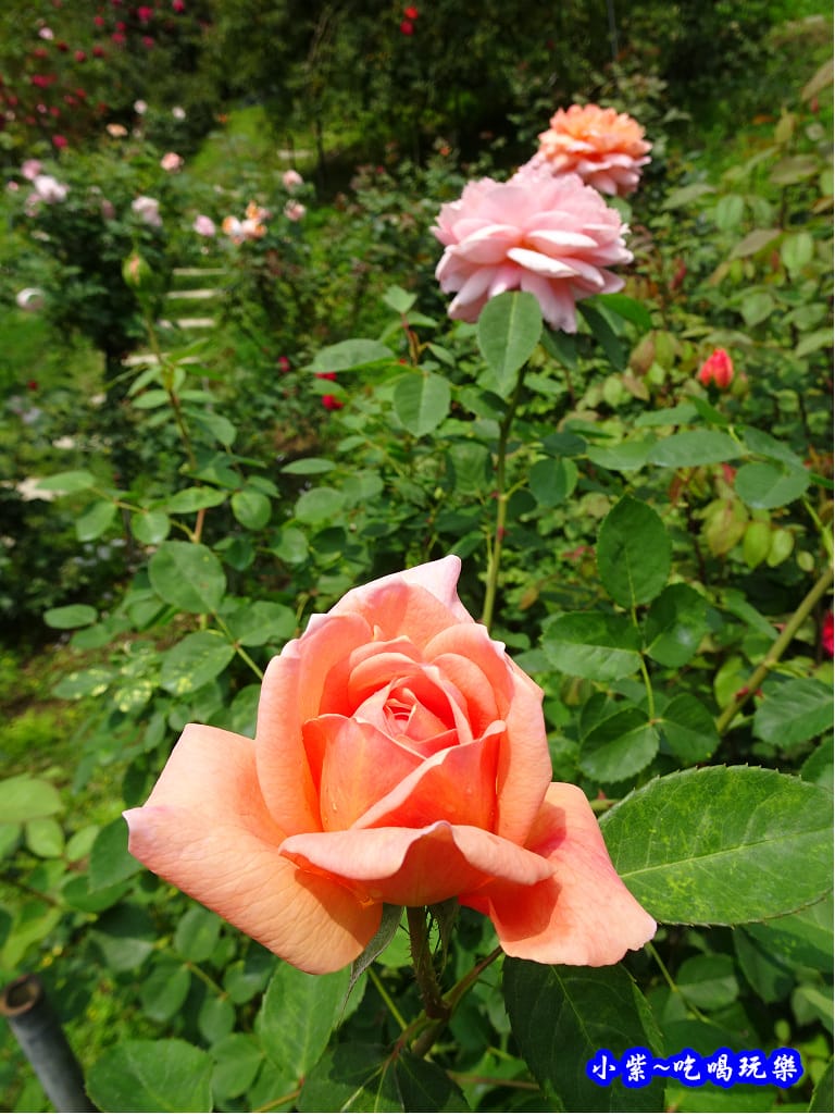 苗栗-雅聞七里香玫瑰森林1.jpg 苗栗-雅聞七里香玫瑰森林1.jpg