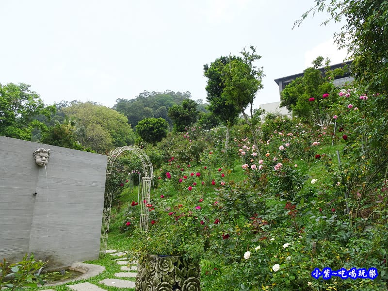 苗栗-雅聞七里香玫瑰森林 (5).jpg 苗栗-雅聞七里香玫瑰森林 (5).jpg