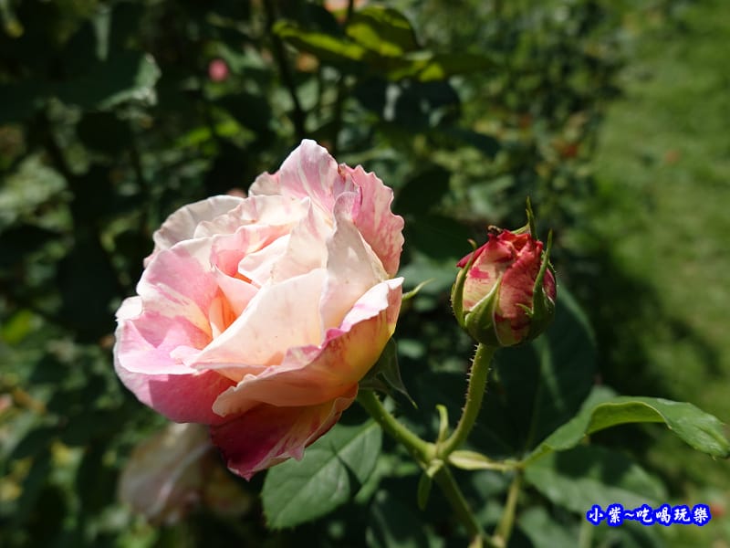 苗栗-雅聞七里香玫瑰森林 (60).jpg 苗栗-雅聞七里香玫瑰森林 (60).jpg
