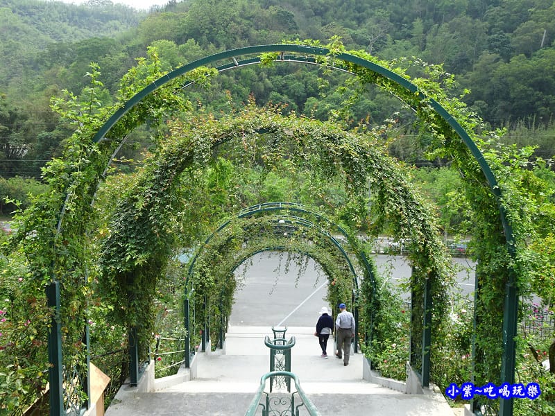 苗栗-雅聞七里香玫瑰森林 (52).jpg 苗栗-雅聞七里香玫瑰森林 (52).jpg