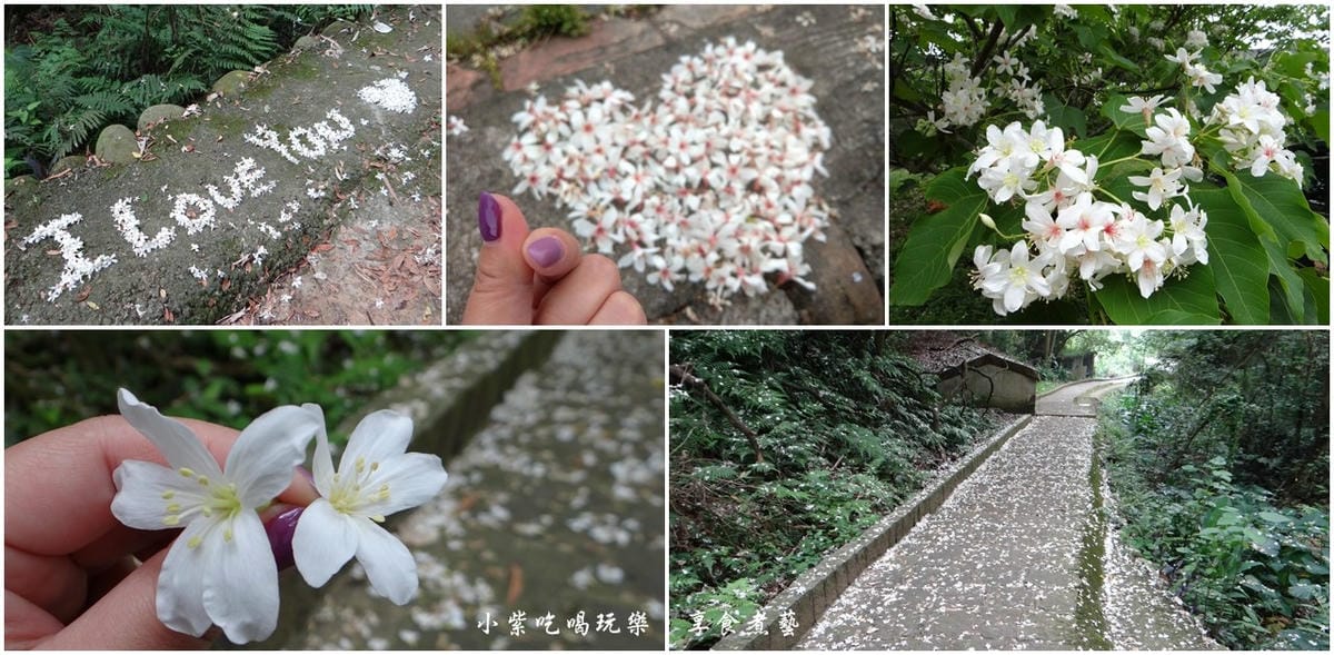 金獅步道油桐花-拼圖.jpg 金獅步道油桐花-拼圖.jpg