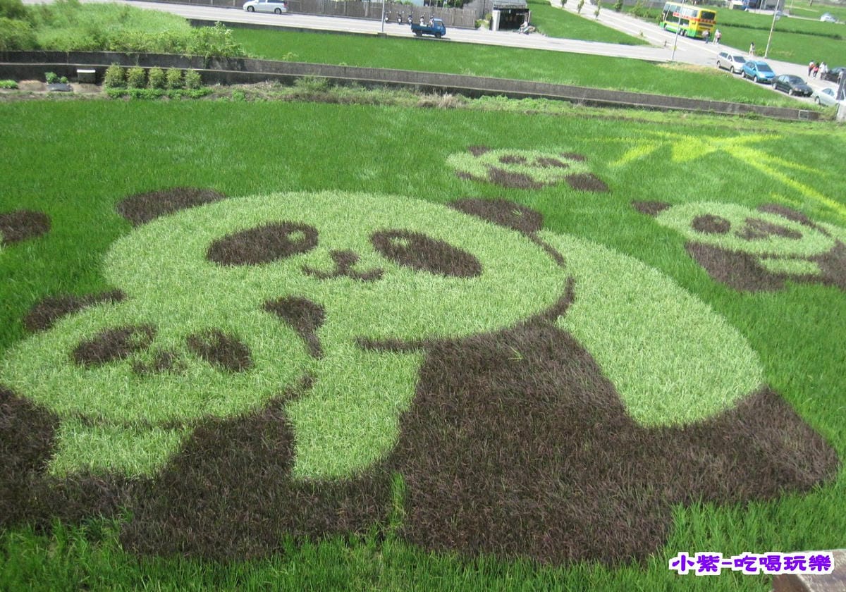 2015熊貓彩繪稻田 (3).jpg 2015熊貓彩繪稻田 (3).jpg