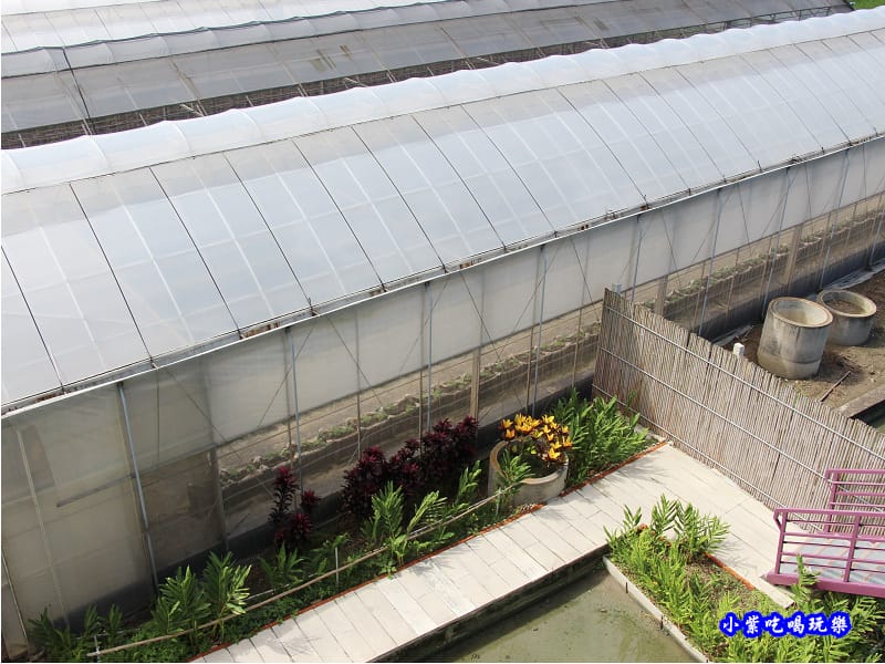 苑裡-愛情果園 (5).jpg 苑裡-愛情果園 (5).jpg