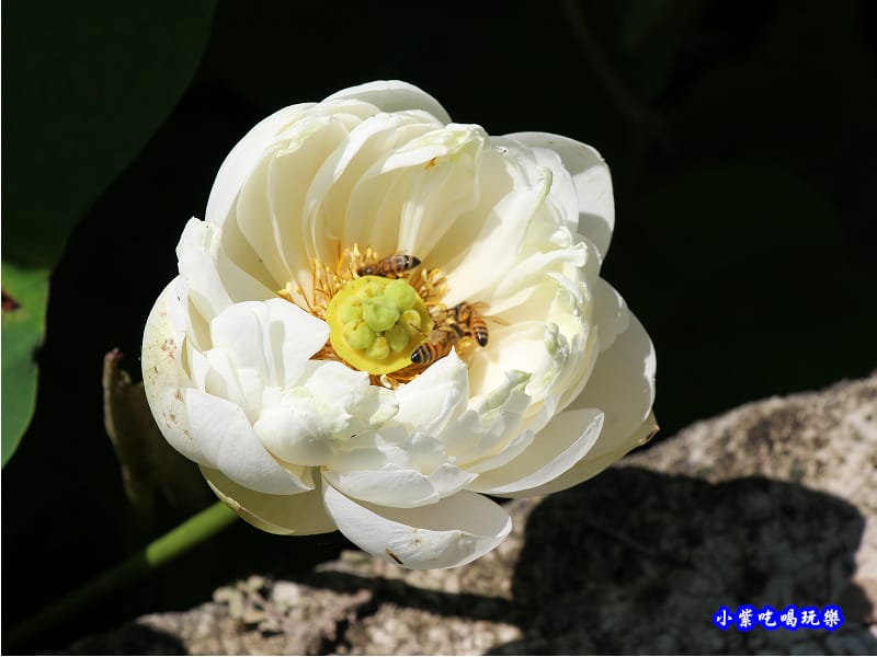 白蓮花-苑裡牡丹蓮池5.jpg