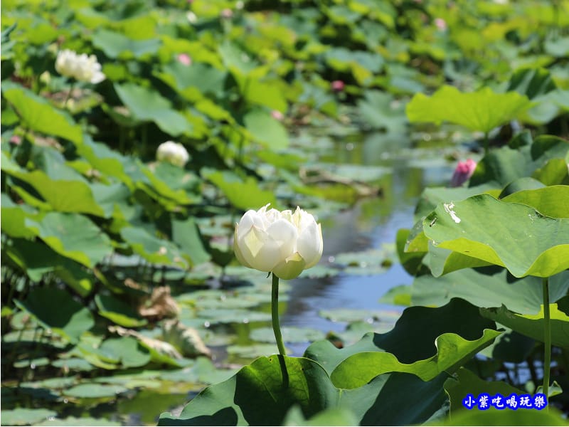 白蓮花-苑裡牡丹蓮池8.jpg