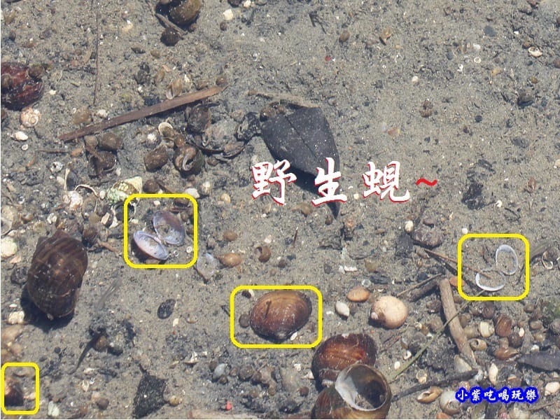 苑裡牡丹蓮池旁水溝 (2).jpg