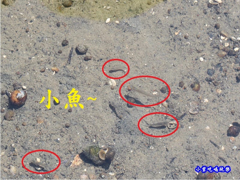 苑裡牡丹蓮池旁水溝 (3).jpg