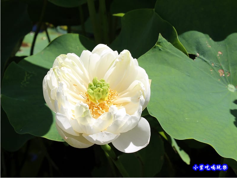 白蓮花-苑裡牡丹蓮池3.jpg