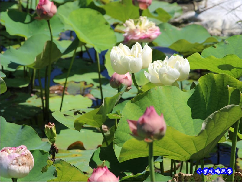 白蓮花-苑裡牡丹蓮池7.jpg