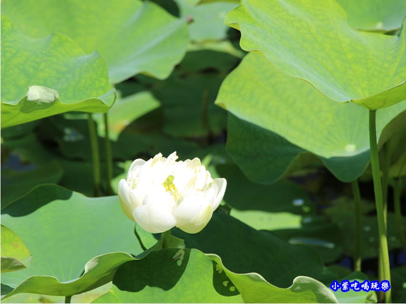 白蓮花-苑裡牡丹蓮池2.jpg