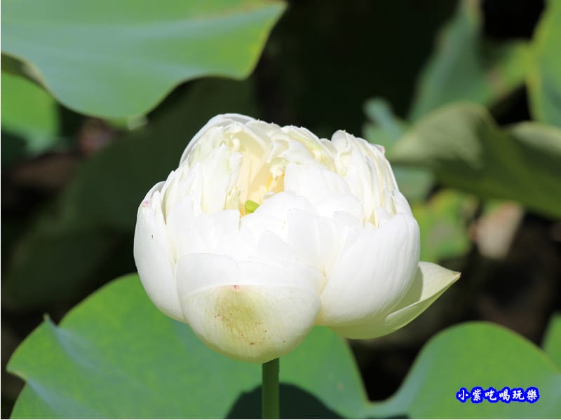白蓮花-苑裡牡丹蓮池1.jpg