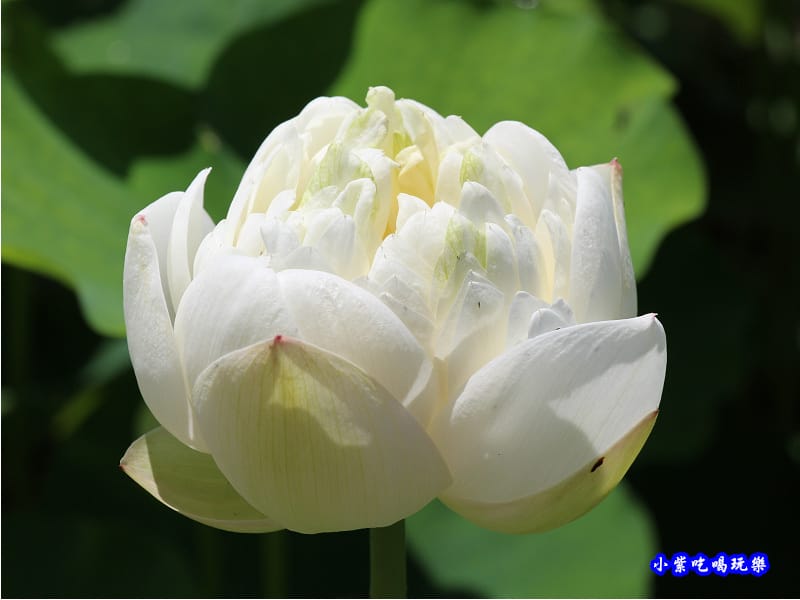 白蓮花-苑裡牡丹蓮池4.jpg