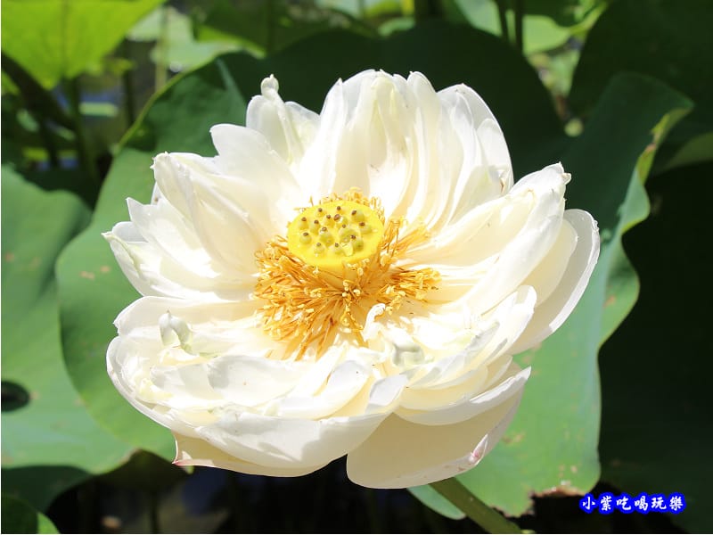 白蓮花-苑裡牡丹蓮池6.jpg