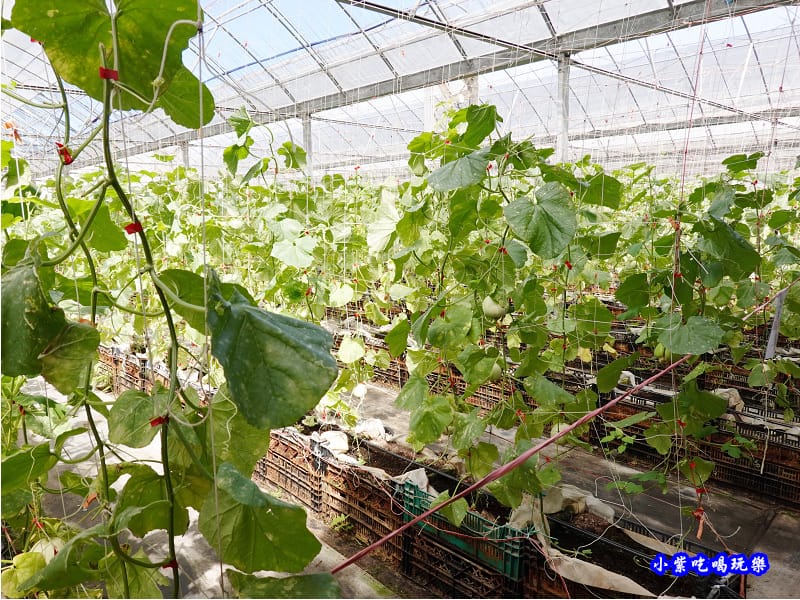 香瓜-愛情果園 (2).jpg
